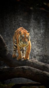 Превью обои тигр, взгляд, хищник, дерево, большая кошка