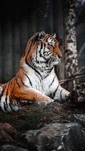 Превью обои тигр, взгляд, хищник, большая кошка, дикая природа