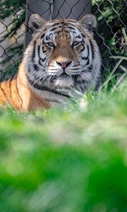 Превью обои тигр, взгляд, хищник, животное, большая кошка