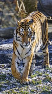 Превью обои тигр, взгляд, хищник, большая кошка, дикая природа, животное