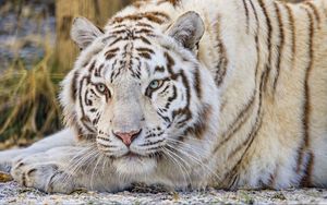 Превью обои тигр, взгляд, хищник, животное, белый