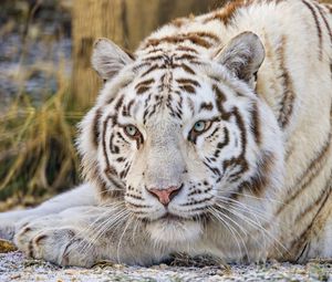 Превью обои тигр, взгляд, хищник, животное, белый