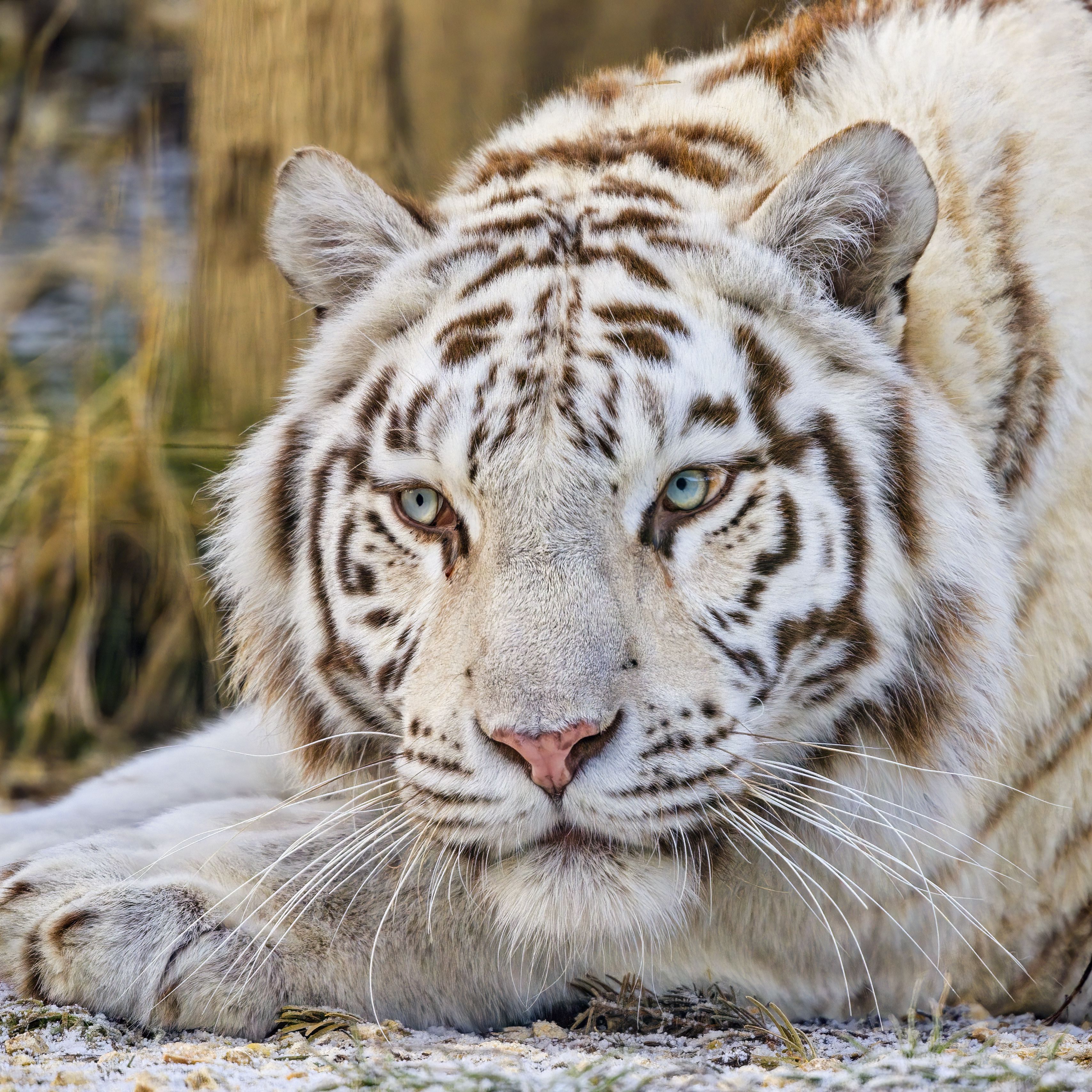 Обои белых тигров