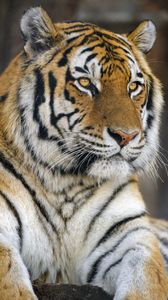 Превью обои тигр, взгляд, хищник, дикая природа