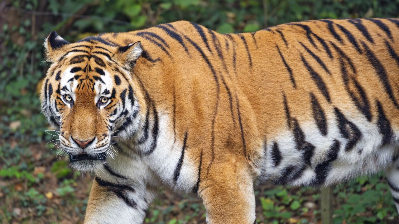 Обои тигр, взгляд, хищник, животное, дикая природа