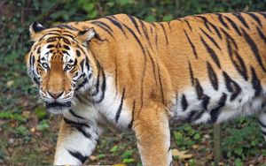 Превью обои тигр, взгляд, хищник, животное, дикая природа