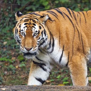 Превью обои тигр, взгляд, хищник, животное, дикая природа