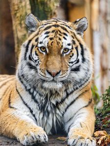 Превью обои тигр, взгляд, хищник, животное, дикая природа, лапы