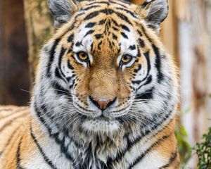 Превью обои тигр, взгляд, хищник, животное, дикая природа, лапы