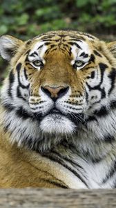 Превью обои тигр, взгляд, нос, хищник, животное