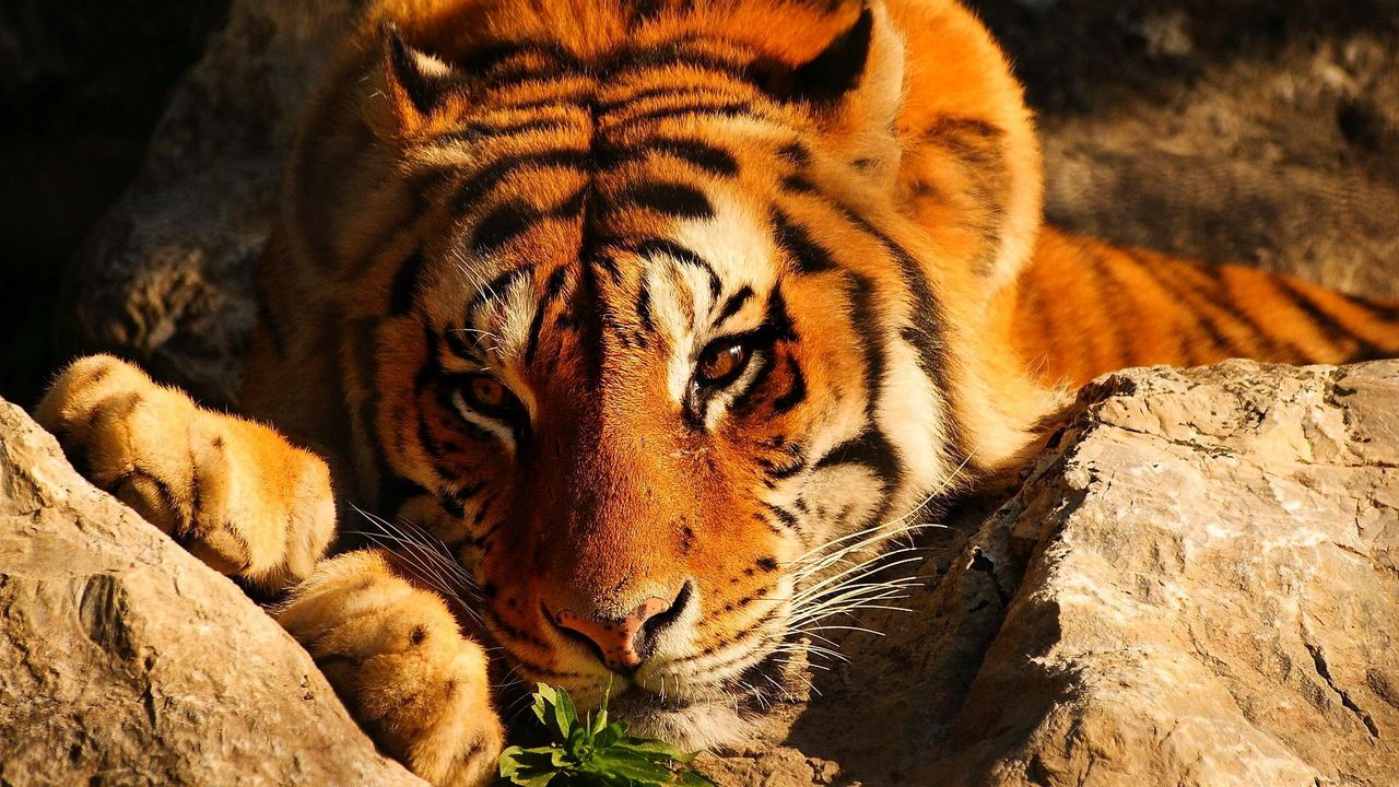 Обои тигр, взгляд, задумчивый, камни, лежит