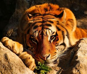 Превью обои тигр, взгляд, задумчивый, камни, лежит