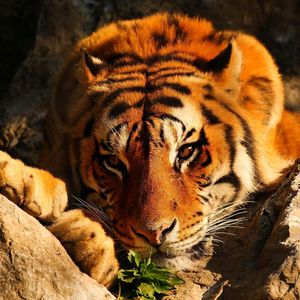 Превью обои тигр, взгляд, задумчивый, камни, лежит