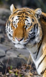 Превью обои тигр, взгляд, животное, хищник, коричневый, дикий