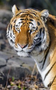 Превью обои тигр, взгляд, животное, хищник, коричневый, дикий