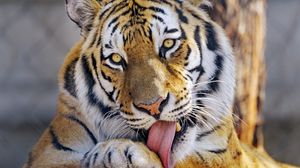 Превью обои тигр, взгляд, животное, высунутый язык, большая кошка