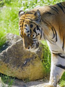 Превью обои тигр, взгляд, животное, хищник