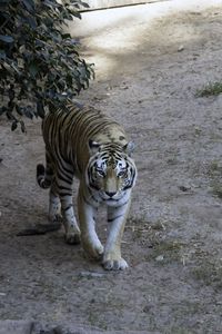 Превью обои тигр, взгляд, животное, хищник, дерево