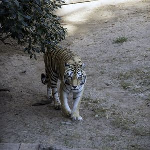 Превью обои тигр, взгляд, животное, хищник, дерево