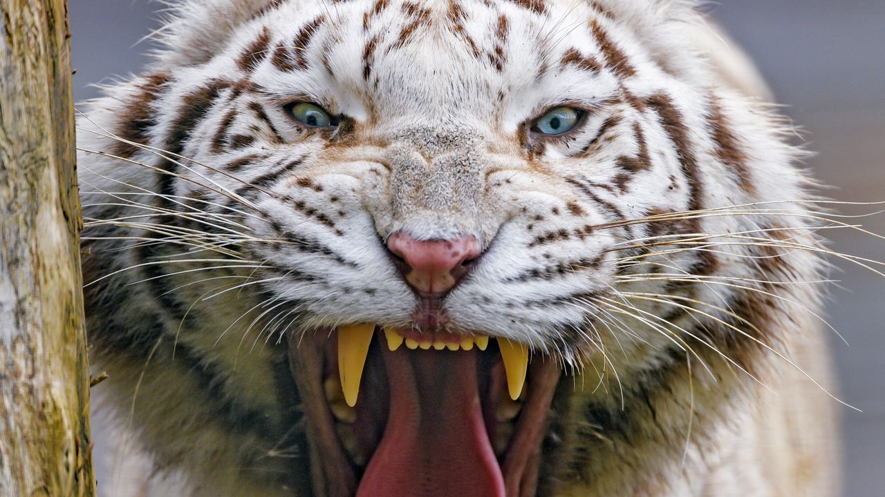 Обои тигр, зев, животное, хищник, большая кошка