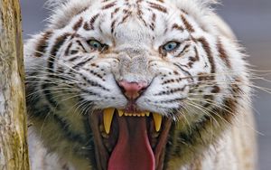 Превью обои тигр, зев, животное, хищник, большая кошка
