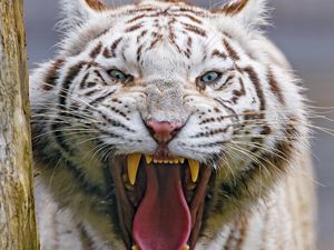 Превью обои тигр, зев, животное, хищник, большая кошка