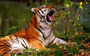 Превью обои тигр, зевает, хищник, большая кошка