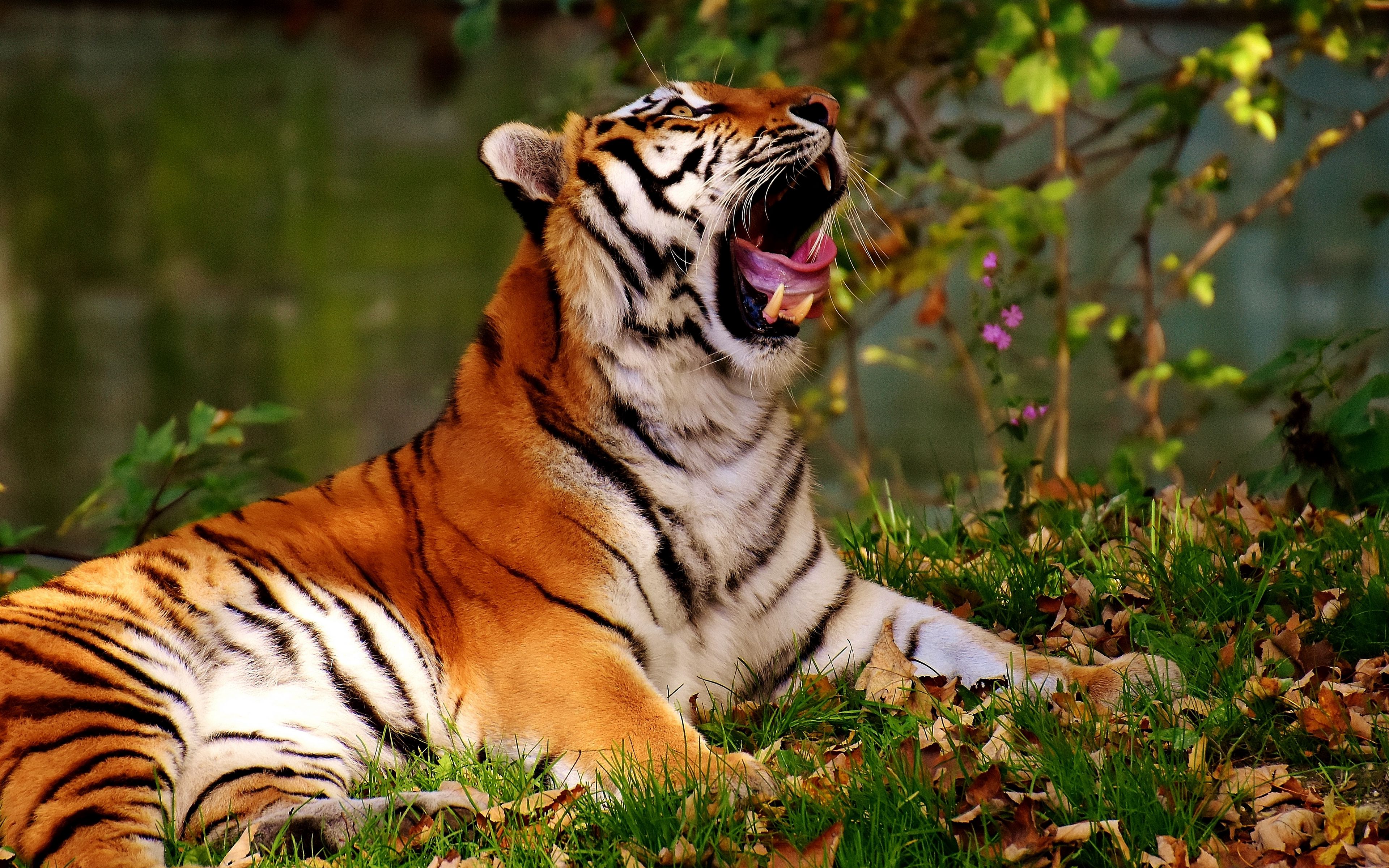 Уссурийский тигр 4. Уссурийский тигр. Красивый тигр. Тигр обои. Оранжевый тигр.