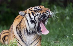 Превью обои тигр, зевать, высунутый язык, большая кошка, хищник