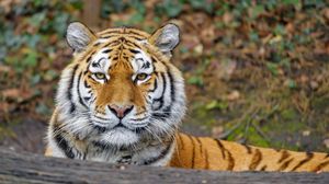 Превью обои тигр, животное, большая кошка, хищник, взгляд