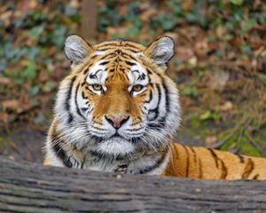 Превью обои тигр, животное, большая кошка, хищник, взгляд