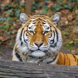 Превью обои тигр, животное, большая кошка, хищник, взгляд