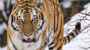 Превью обои тигр, животное, большая кошка, хищник, снег, дикая природа
