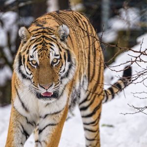 Превью обои тигр, животное, большая кошка, хищник, снег, дикая природа
