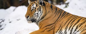 Превью обои тигр, животное, большая кошка, снег
