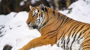 Превью обои тигр, животное, большая кошка, снег