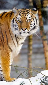 Превью обои тигр, животное, большая кошка, взгляд, дикая природа