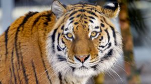 Превью обои тигр, животное, большая кошка, взгляд, дикая природа