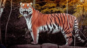 Превью обои тигр, животное, большая кошка, хищник, коричневый, дикий
