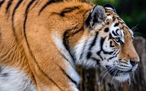Превью обои тигр, животное, большая кошка, коричневый, дикая природа
