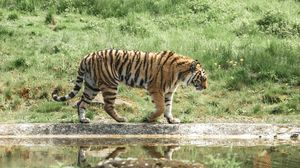 Превью обои тигр, животное, большая кошка, хищник