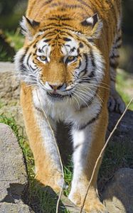 Превью обои тигр, животное, большая кошка, хищник, дикая природа