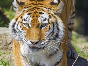 Превью обои тигр, животное, большая кошка, хищник, дикая природа