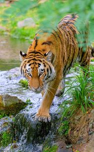 Превью обои тигр, животное, хищник, большая кошка, полосатый, ручей