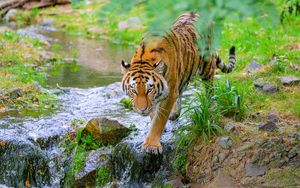 Превью обои тигр, животное, хищник, большая кошка, полосатый, ручей