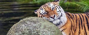 Превью обои тигр, животное, хищник, шар, вода, отдых, взгляд