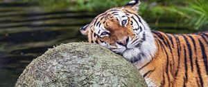 Превью обои тигр, животное, хищник, шар, вода, отдых, взгляд
