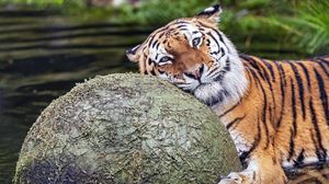 Превью обои тигр, животное, хищник, шар, вода, отдых, взгляд