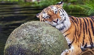 Превью обои тигр, животное, хищник, шар, вода, отдых, взгляд