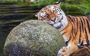 Превью обои тигр, животное, хищник, шар, вода, отдых, взгляд